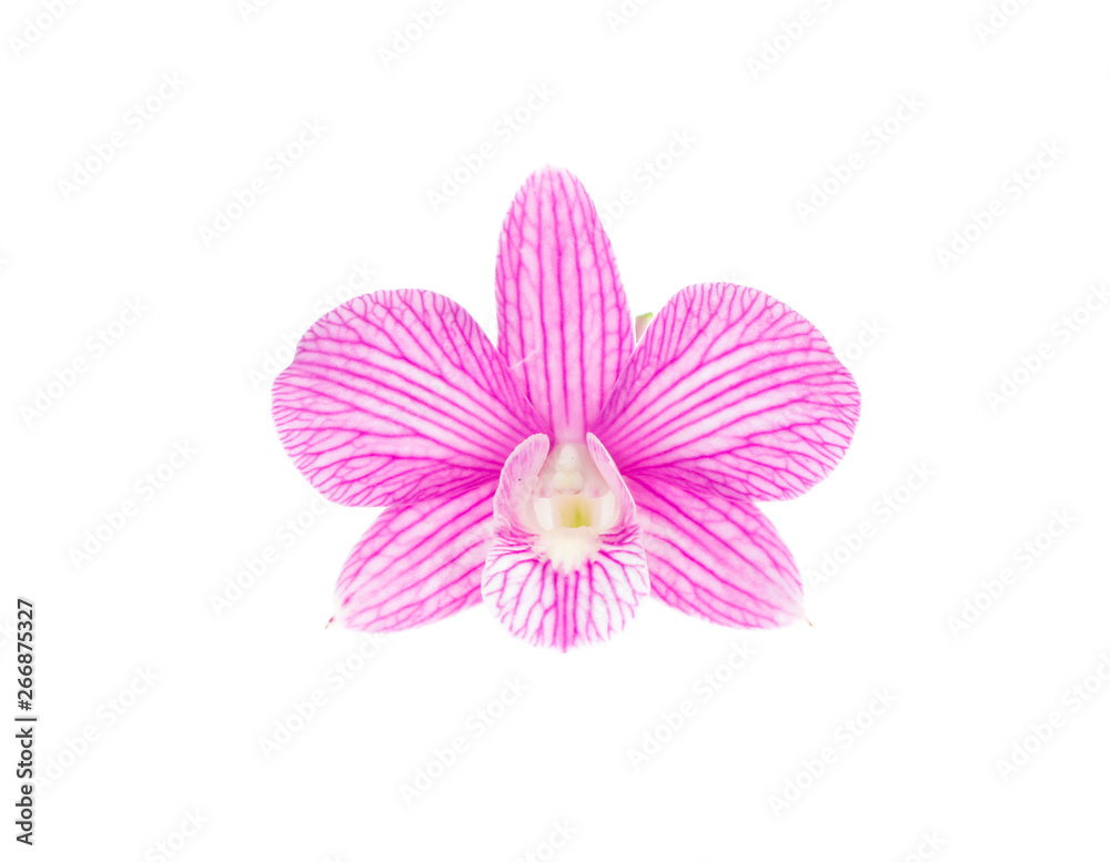 pink orchid flowers isolated on white background pink orchid flowers isolated on white background
