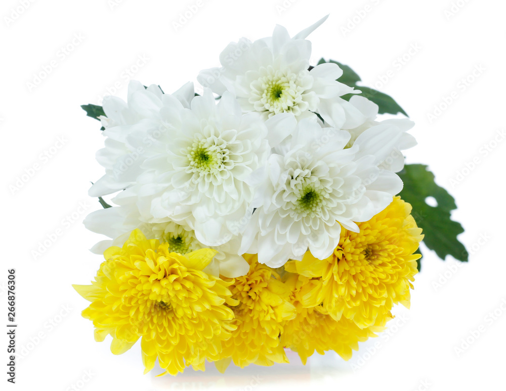 Chrysanthemum flower isolated on white background