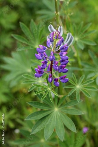 Fields of lupins in Russia! And these beauties in the garden, gave them the will and they are widely spread! So many different colors, how can you not admire them!