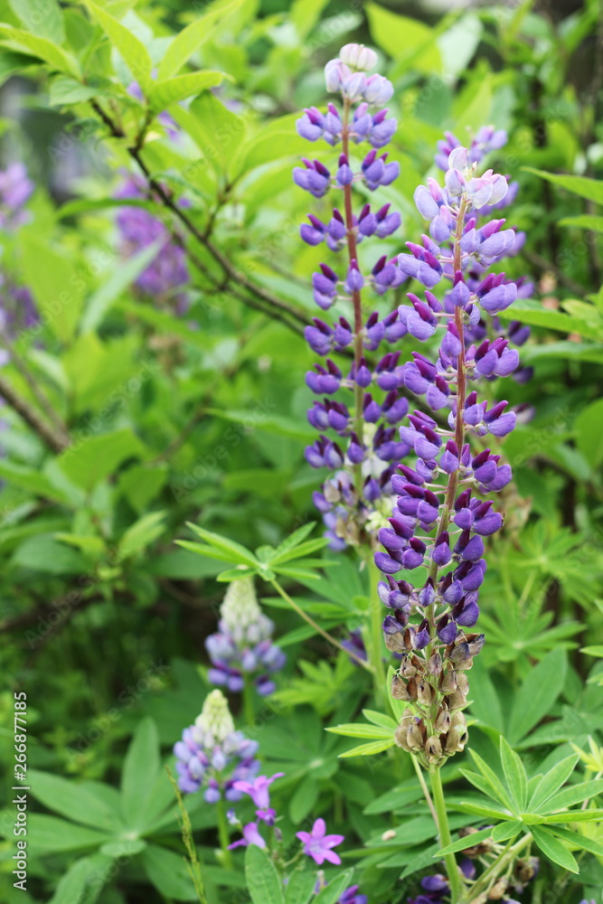 Fields of lupins in Russia! And these beauties in the garden, gave them the will and they are widely spread! So many different colors, how can you not admire them! Fields of lupins in Russia! And these beauties in the garden, gave them the will and they are widely spread! So many different colors, how can you not admire them!