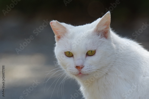 白猫 © rai