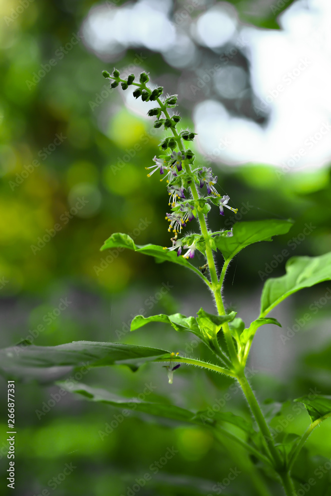 Obraz premium Holy basil flower
