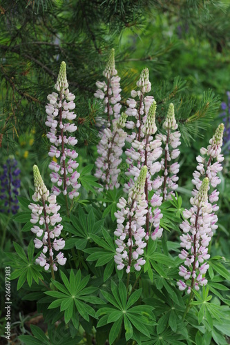 Fields of lupins in Russia! And these beauties in the garden, gave them the will and they are widely spread! So many different colors, how can you not admire them!