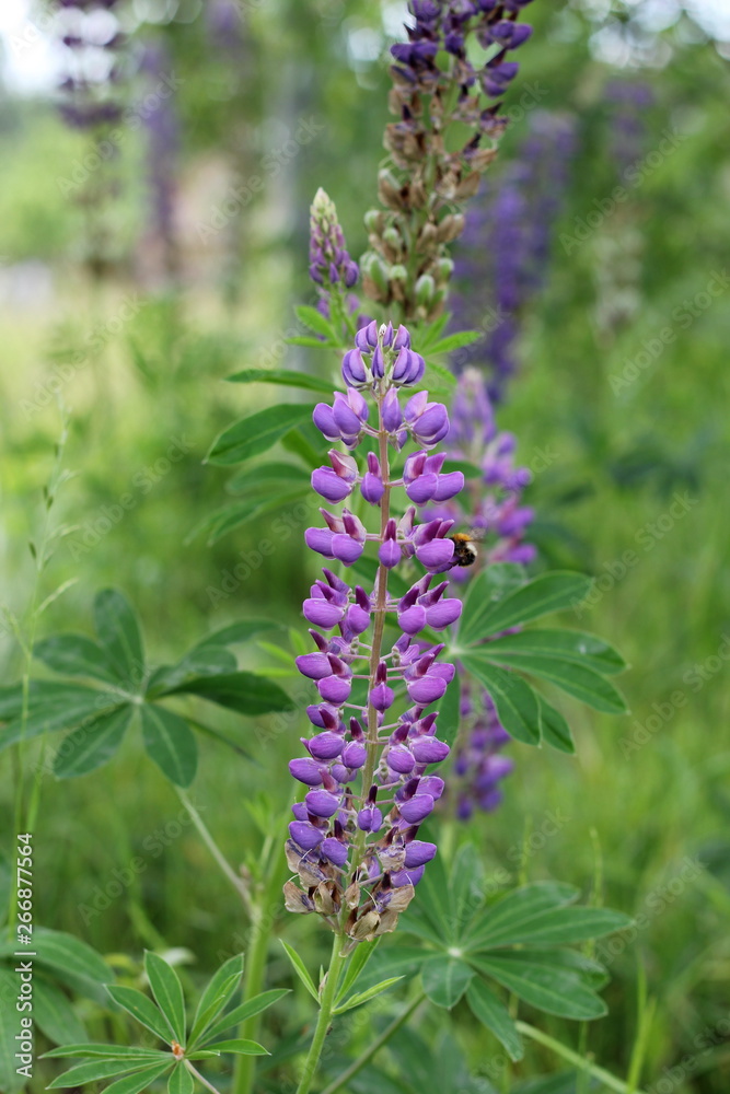 Obraz premium Fields of lupins in Russia! And these beauties in the garden, gave them the will and they are widely spread! So many different colors, how can you not admire them!