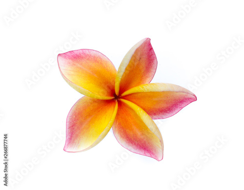 Frangipani, Pumeria, Frangipanni, isolated on white background