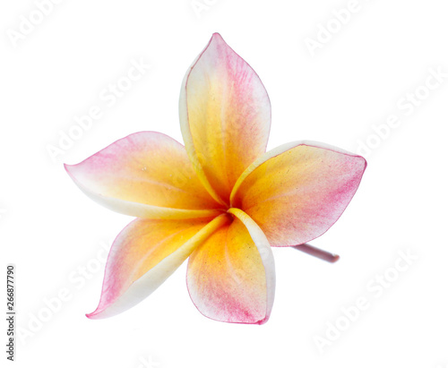 Frangipani  Pumeria  Frangipanni  isolated on white background