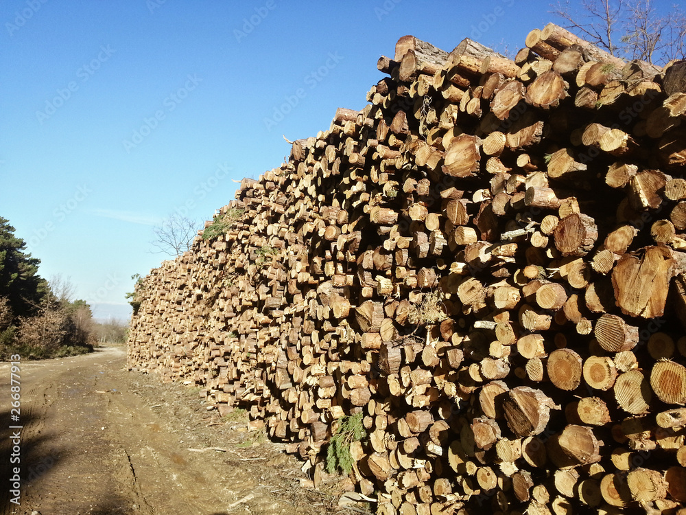 a pile of natural pine logs freshly cut to produce firewood.
