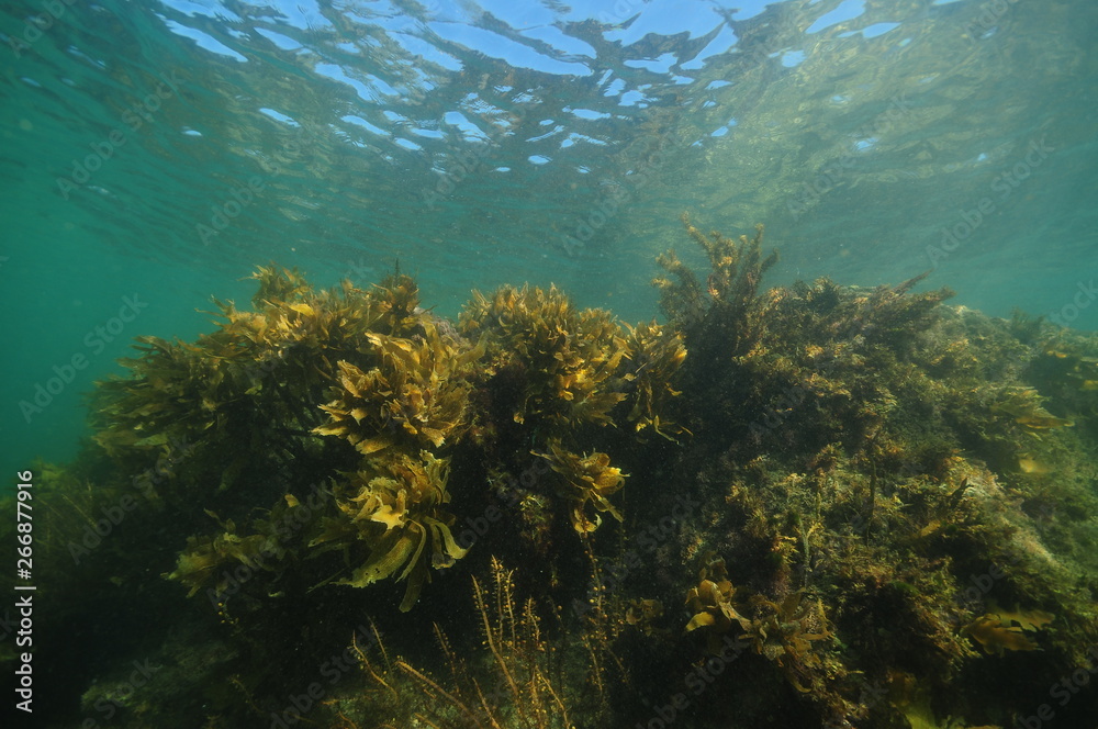 Fototapeta premium Dense forest of seaweeds and brown kelp Ecklonia radiata in shallow water near surface.