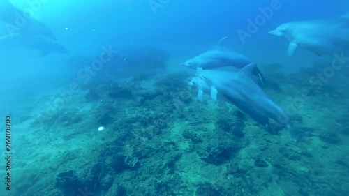 Dolphins in Mozambique
