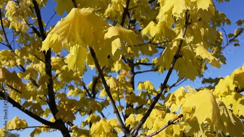 Close up: yellow maple leaves on a tree. In the background, audible are birds chirping and the cars noise - 5 photo