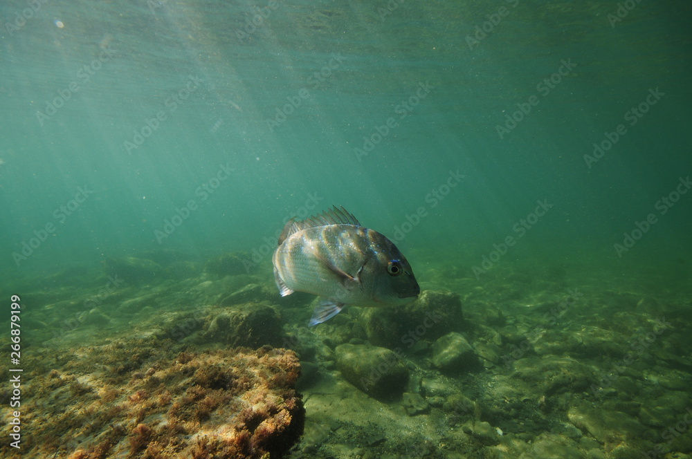 Snapper From Above Australasian snapper Pagrus auratus turning above flat rocky bottom in ...