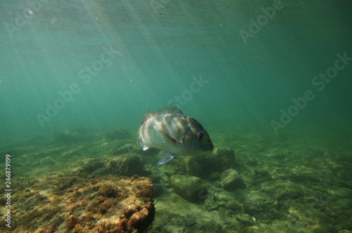 Australasian snapper Pagrus auratus turning above flat rocky bottom in front of camera.