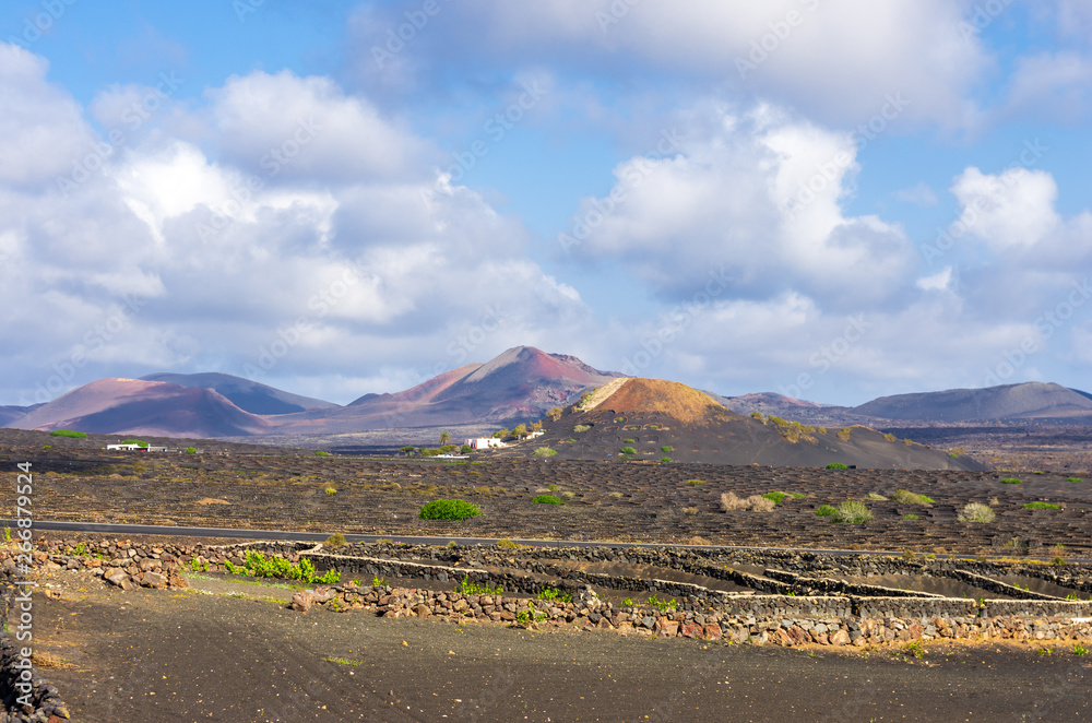 Obraz premium Vineyards with lava fields and volcanoes in background in La Geria