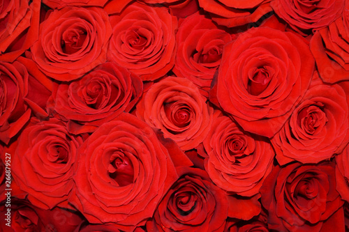 Natural background of red roses.
