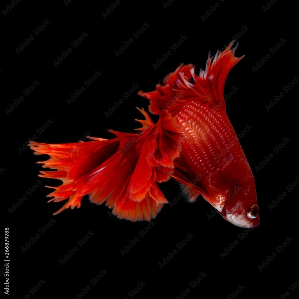 Fototapeta premium Betta Siamese Fighting Fish