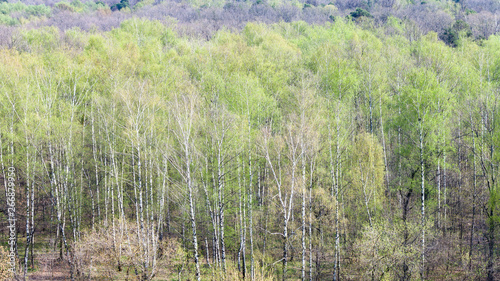 birch grove in forest with first green foliage
