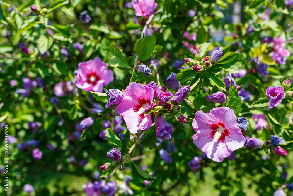 Naklejka premium Shrub of Hibiscus with violet flowers on green foliage