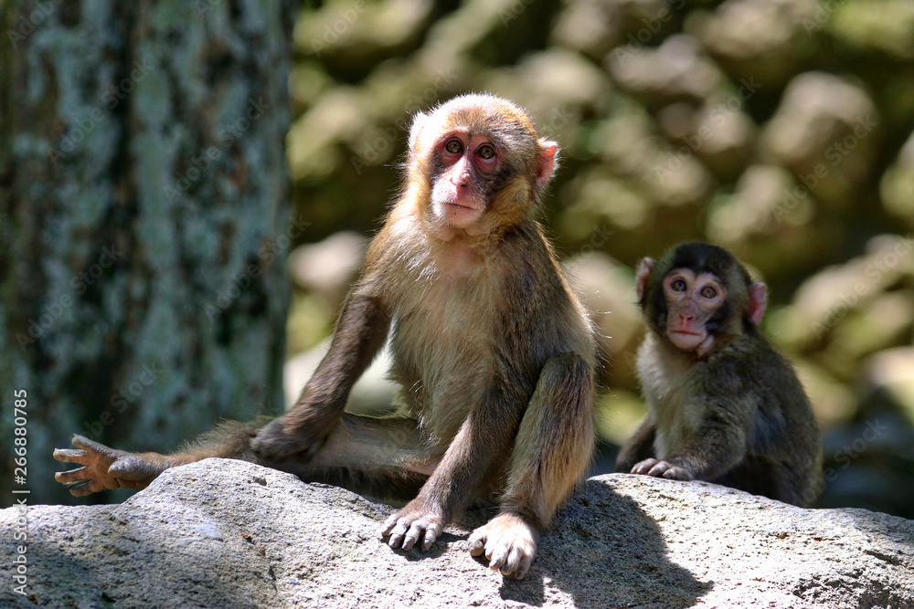 Naklejka premium Beppu, Japan