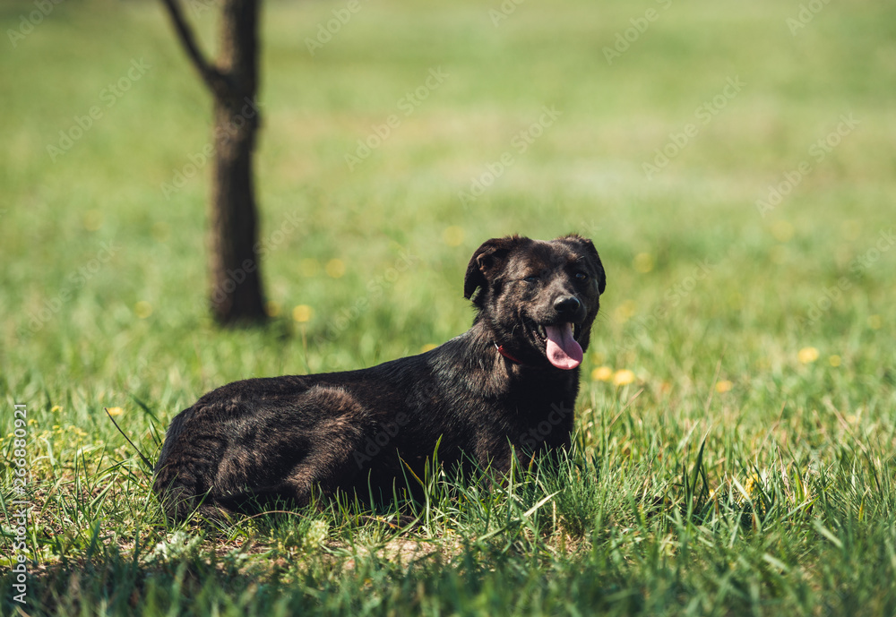 Black dog sitting on field Black dog sitting on field
