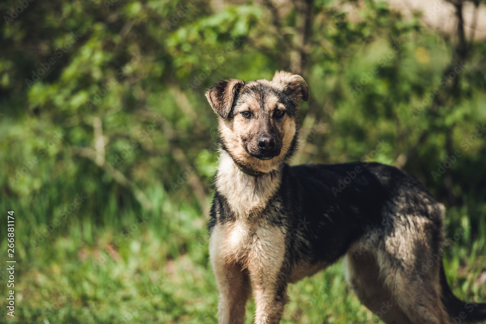 Fototapeta premium Dog sitting in the grass