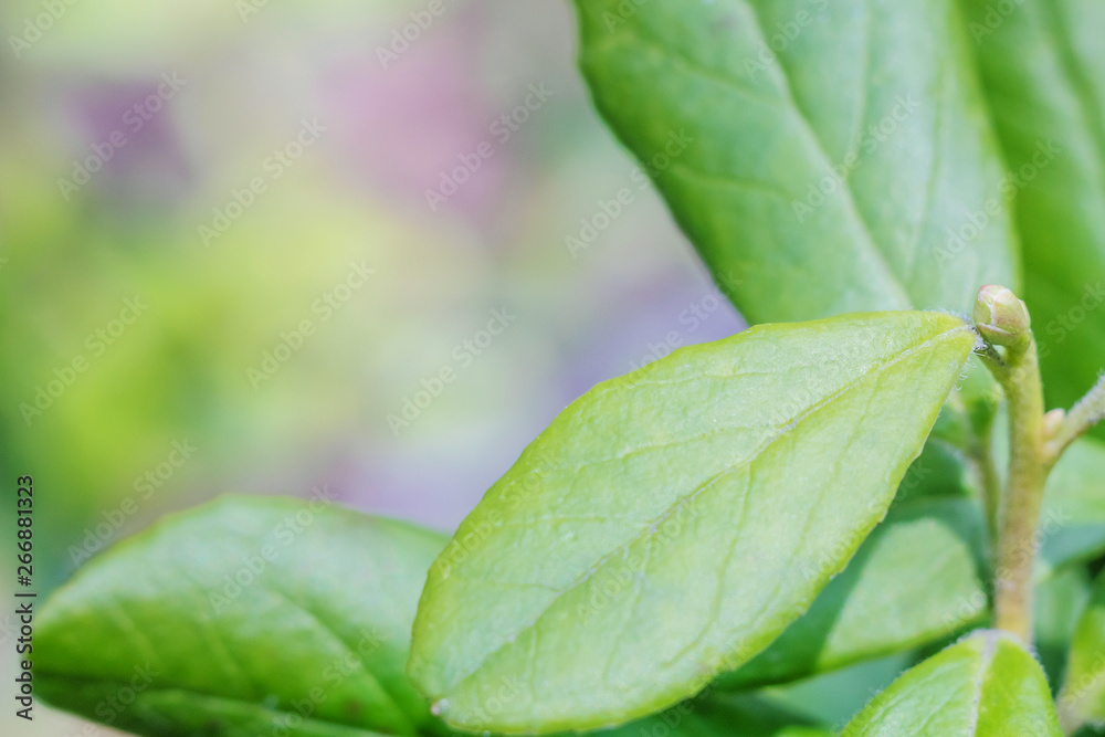 Green leaves of a plant close-up in the corner of the image. Place for text or logo. The concept of the microworld, harmony of nature, environmental friendliness. Green leaves of a plant close-up in the corner of the image. Place for text or logo. The concept of the microworld, harmony of nature, environmental friendliness.