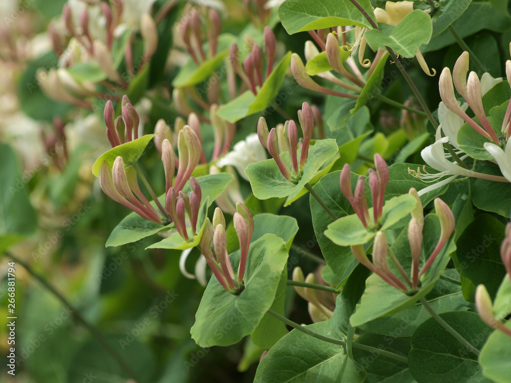 Etruscan honeysuckle (Lonicera etrusca) Etruscan honeysuckle (Lonicera etrusca)