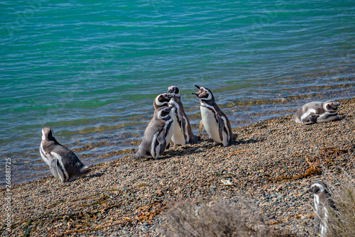 Rookery of Magellanic penguins at Atlantic Ocean shore of peninsula Valdes, Punta Norte, Patagonia, Argentina
