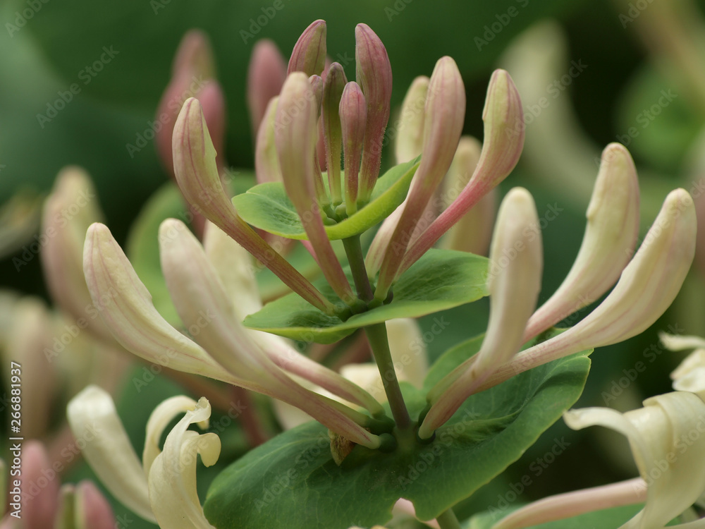 Etruscan honeysuckle (Lonicera etrusca) Etruscan honeysuckle (Lonicera etrusca)