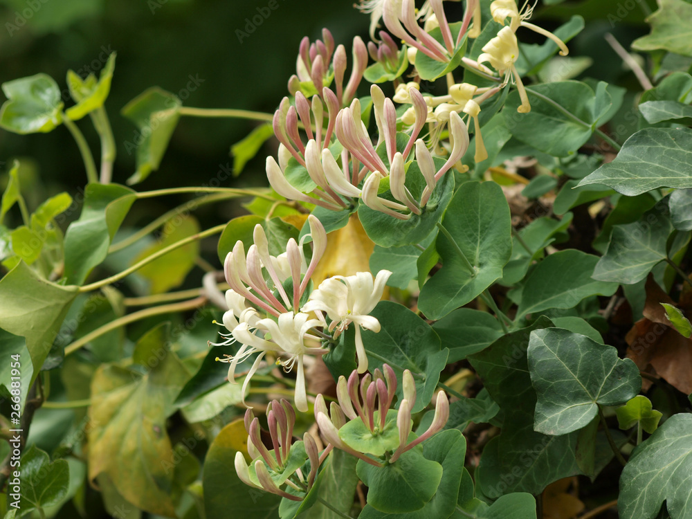 Etruscan honeysuckle (Lonicera etrusca) a species of fragrant honeysuckle with white, yellow and purple flowers 