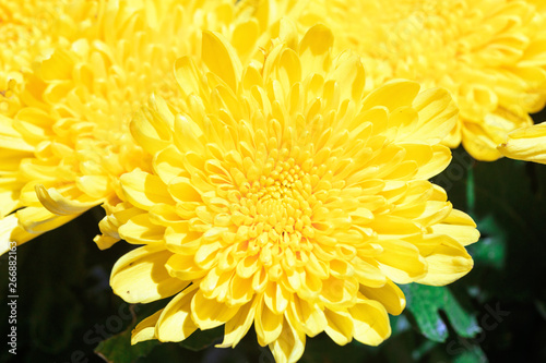 Shoot chrysanthemums up close