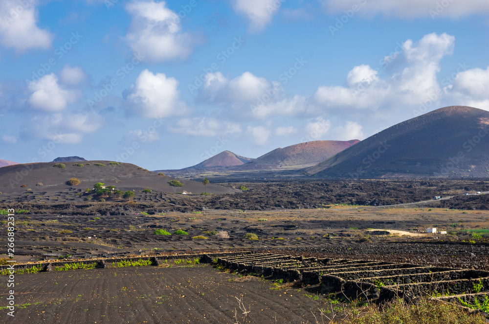 Fototapeta premium Vineyards with lava fields and volcanoes in background in La Geria