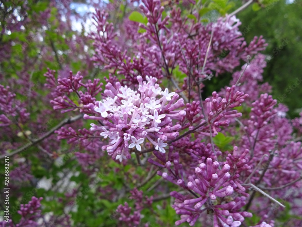 Pastel purple flowers and buds of lilac,