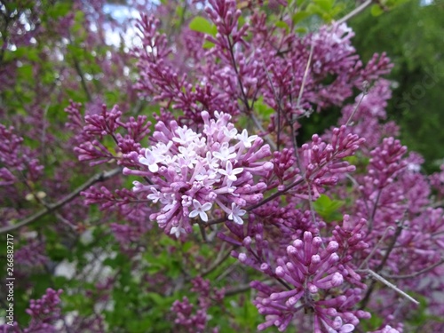 Pastel purple flowers and buds of lilac 