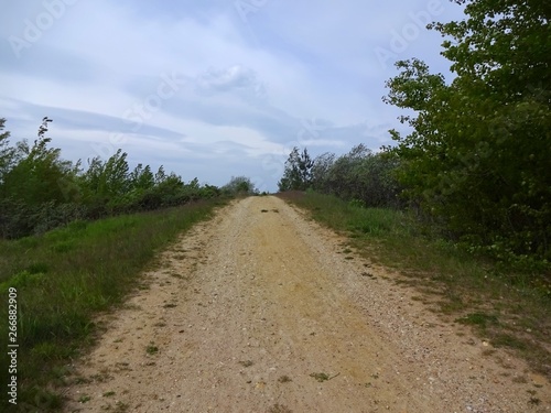 Spring landscape with hiking and trees  shrubs and plants on the sides