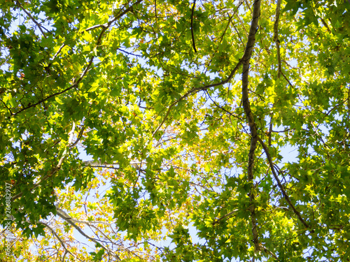 Green forest leaves Australia rain forest in a spring season.