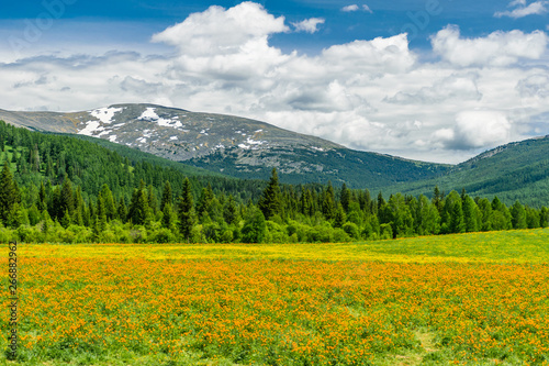Awesome landscape of snowy Altai Mountains with blue sky  beautiful clouds  mountain forest  green grass and scenic meadow