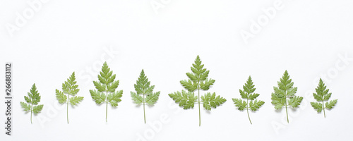 Border of fresh green leaves with space for design on white background