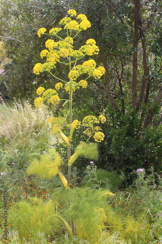 In spring giant fennel flowering at wayside in Sicily , Italy photo