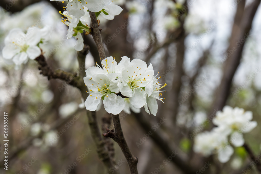 Plum beautiful flowers with white petals.