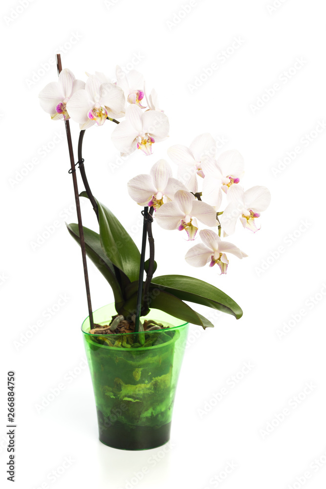 orchid in a pot isolated on white background