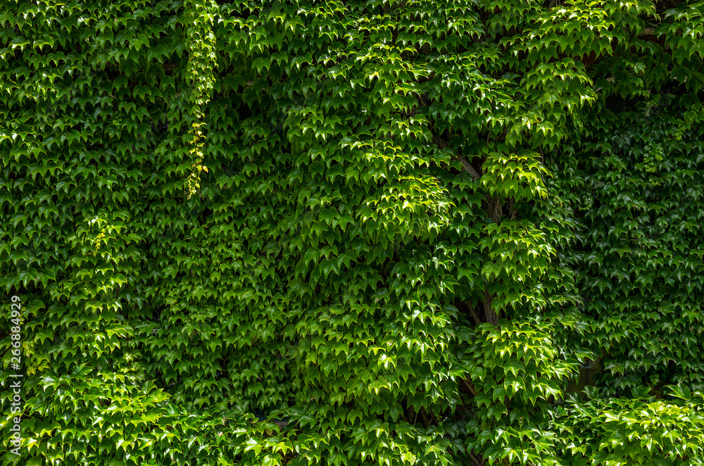 Ivy Sprawl Ivy Sprawl