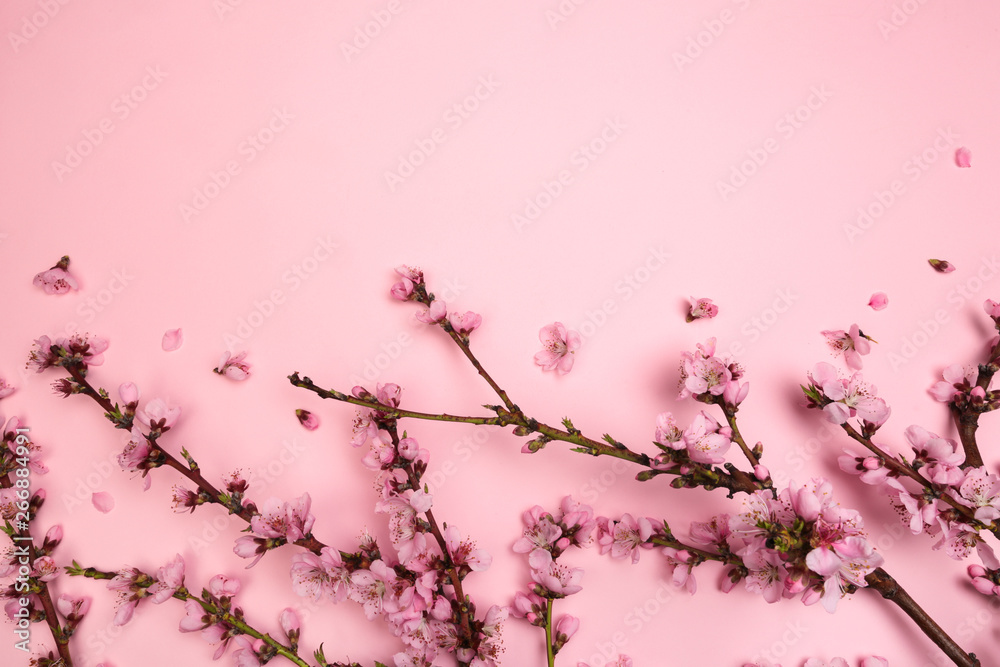 Peach blossom on pastel pink background. Fruit flowers.