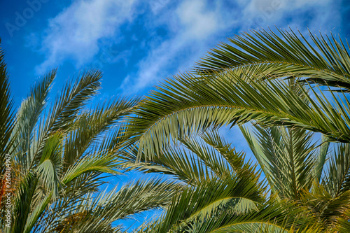 Beautiful tropical palm trees against the blue sky.