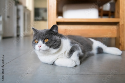 Fototapeta Naklejka Na Ścianę i Meble -  British shorthair cat lying on the floor