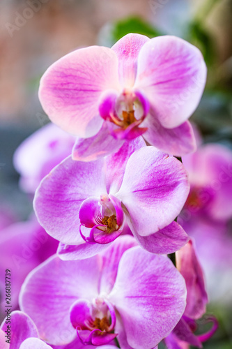 Beautiful purple Orchid flowers  macro view selective focus. Blooming orchids plant exotic nature background. selective focus