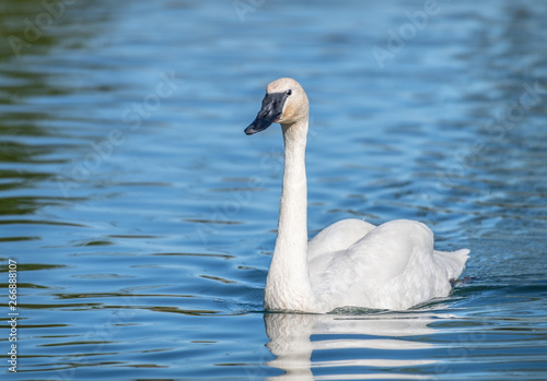 Fototapeta Naklejka Na Ścianę i Meble -  trumpeter swan