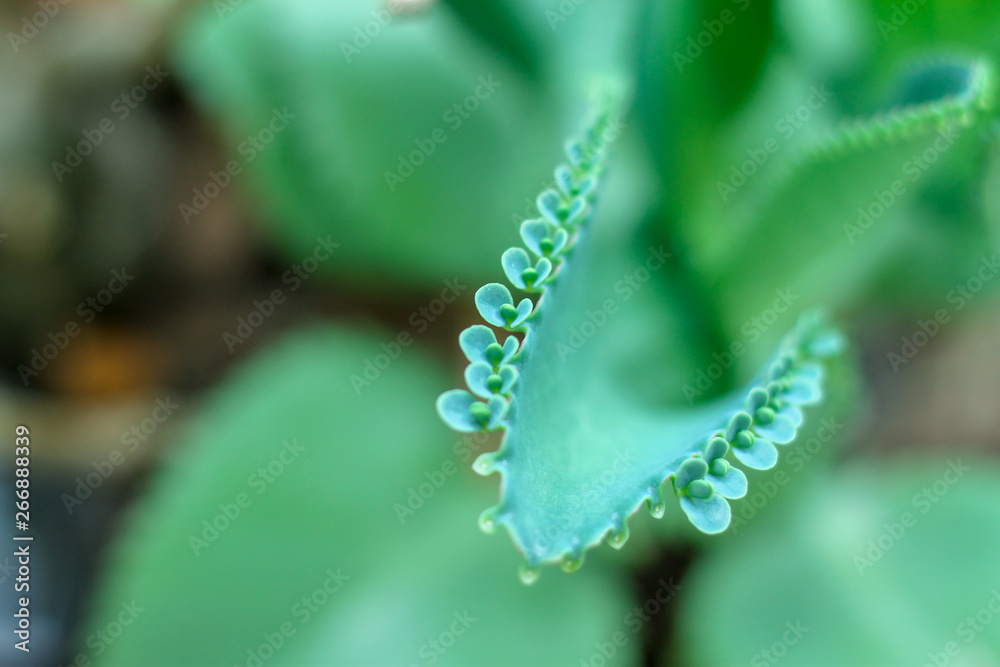 Naklejka premium Kalanchoe pinnata (Lam.) Pers The leafy leaves are thick and leafy, with a slight green leafy appearance. You can expand the thousands.