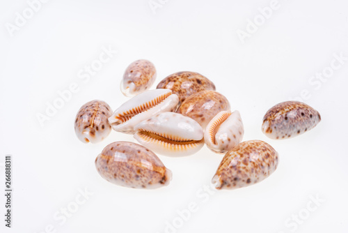 set of various mollusk shells on white background.