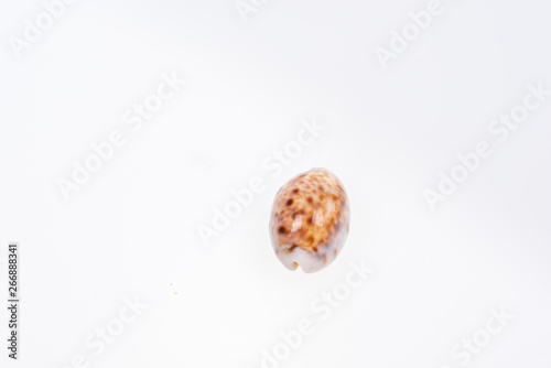 set of various mollusk shells on white background.