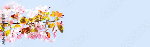 Close-up pink flowers spring background. Soft and tender cherry blossom tree branch, copy space.